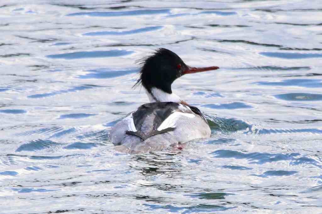 ボサボサ頭がトレードマークの海秋沙 （ウミアイサ）_d0360910_02124520.jpg