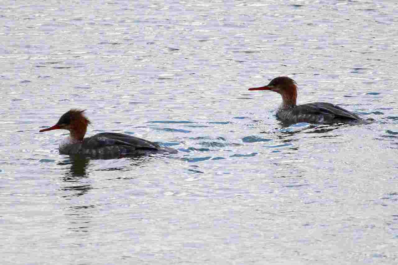 ボサボサ頭がトレードマークの海秋沙 （ウミアイサ）_d0360910_02142070.jpg