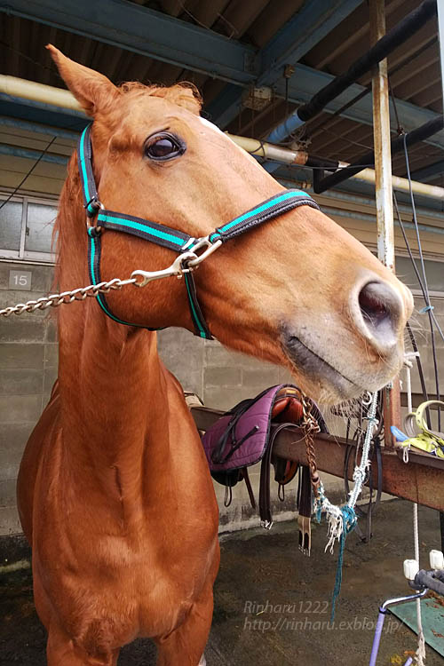 2018 12 7 ルネサンス棚倉乗馬クラブ 乗馬4級ライセンス取得を目指して 1鞍目 青空に浮かぶ月を眺めながら