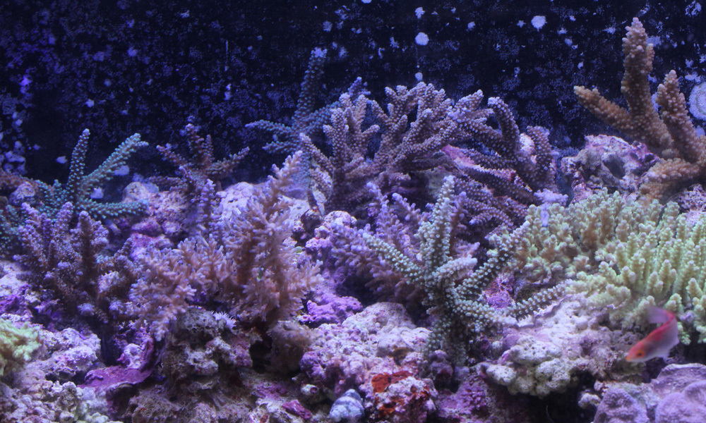 サンゴ&海水魚入荷!_d0221436_23013941.jpg