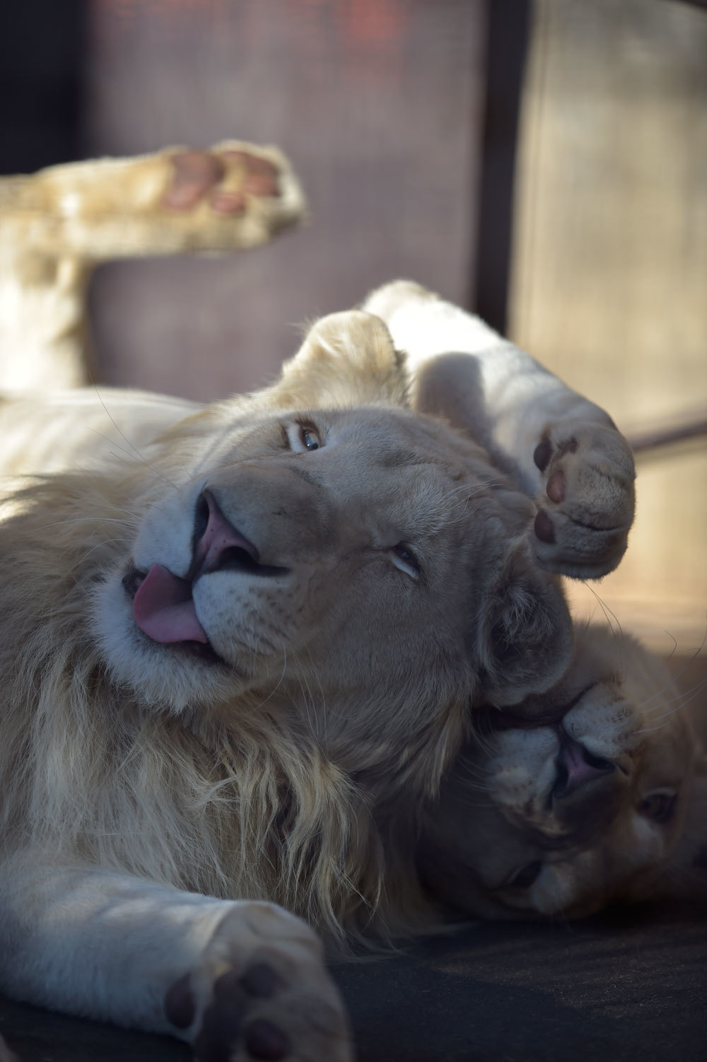 変顔 動物園へ行こう 変顔 動物園へ行こう