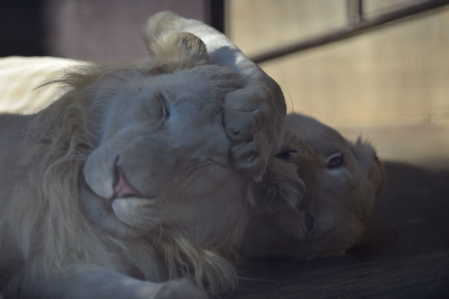 変顔 動物園へ行こう 変顔 動物園へ行こう