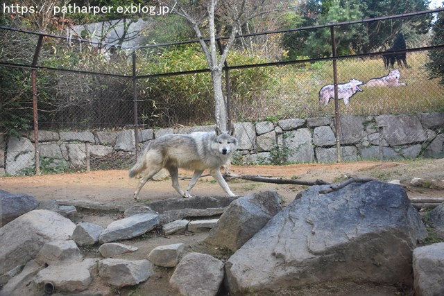 2018年12月 とくしま動物園 その1 ポロロ6歳の誕生会_a0052986_724332.jpg