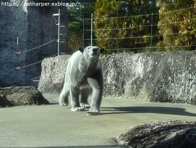 2018年12月 とくしま動物園 その1 ポロロ6歳の誕生会_a0052986_7334724.jpg