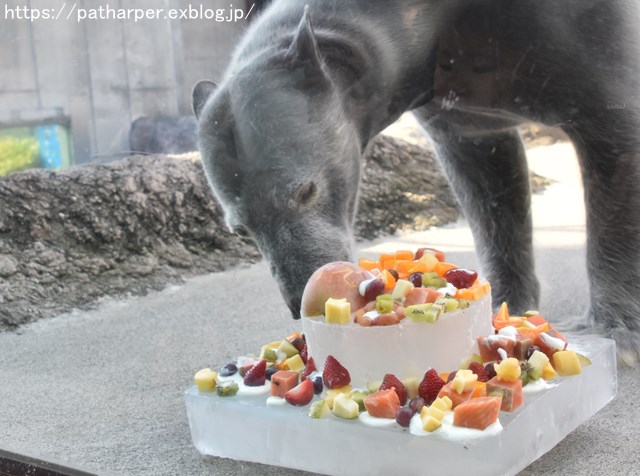 2018年12月 とくしま動物園 その1 ポロロ6歳の誕生会_a0052986_7343230.jpg