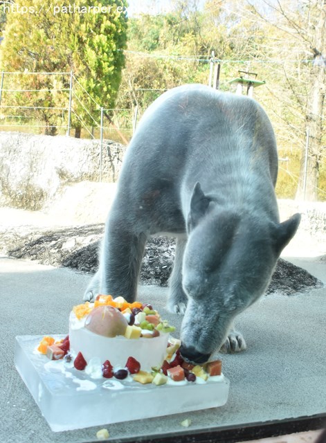 2018年12月 とくしま動物園 その1 ポロロ6歳の誕生会_a0052986_735738.jpg