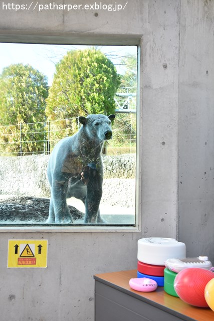 2018年12月 とくしま動物園 その1 ポロロ6歳の誕生会_a0052986_7375439.jpg