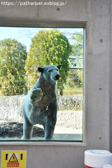 2018年12月 とくしま動物園 その1 ポロロ6歳の誕生会_a0052986_7381478.jpg