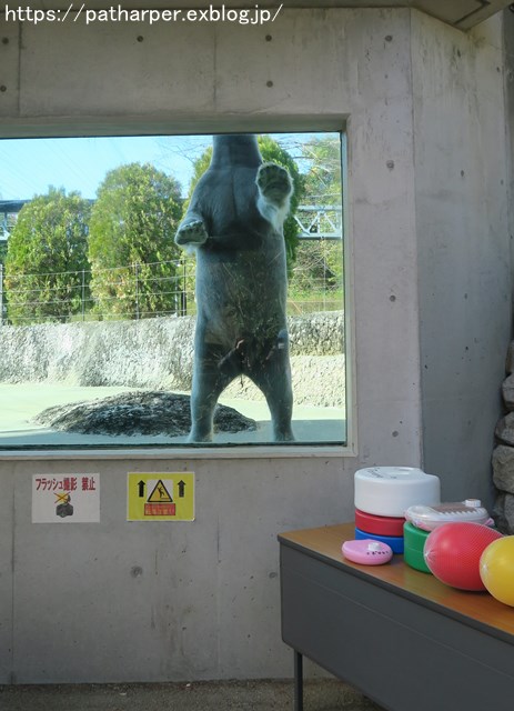 2018年12月 とくしま動物園 その1 ポロロ6歳の誕生会_a0052986_7394336.jpg