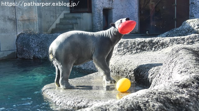 2018年12月 とくしま動物園 その1 ポロロ6歳の誕生会_a0052986_7415563.jpg