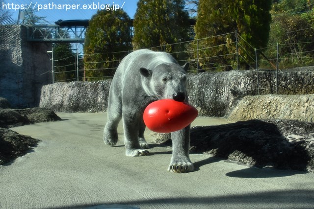 2018年12月 とくしま動物園 その1 ポロロ6歳の誕生会_a0052986_7444935.jpg
