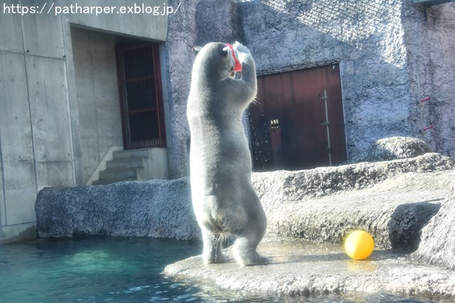 2018年12月 とくしま動物園 その1 ポロロ6歳の誕生会_a0052986_7473430.jpg