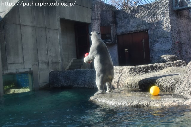 2018年12月 とくしま動物園 その1 ポロロ6歳の誕生会_a0052986_7494751.jpg