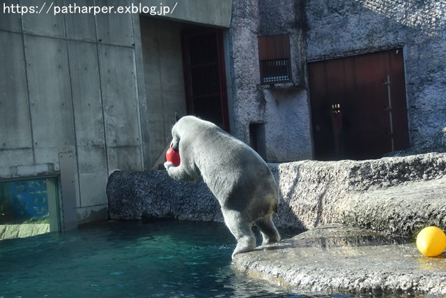 2018年12月 とくしま動物園 その1 ポロロ6歳の誕生会_a0052986_750194.jpg