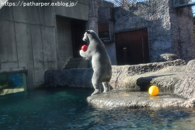 2018年12月 とくしま動物園 その1 ポロロ6歳の誕生会_a0052986_750814.jpg