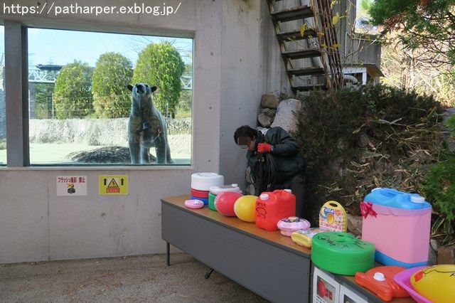 2018年12月 とくしま動物園 その1 ポロロ6歳の誕生会_a0052986_7544733.jpg