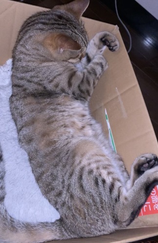 負ける日だって_e0358096_18473135.jpeg