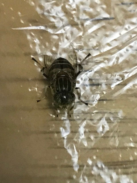 取り込んだ洗濯物に付いていたようです 昆虫ブログ むし探検広場 取り込んだ洗濯物に付いていたようです 昆虫ブログ むし探検広場