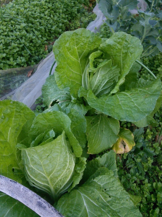 c0149408_21363330.jpg