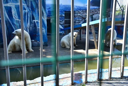 ロシア・ペルミ動物園のミルカ(ユムカ)、出産ならず ~ セリクとの同居が再開される_a0151913_246923.jpg