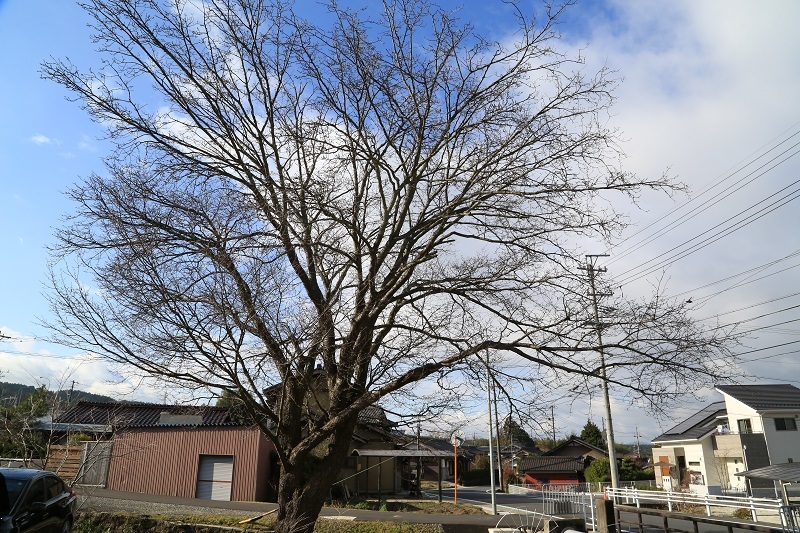 コンチネンタルVC7の所感_f0076731_20152943.jpg