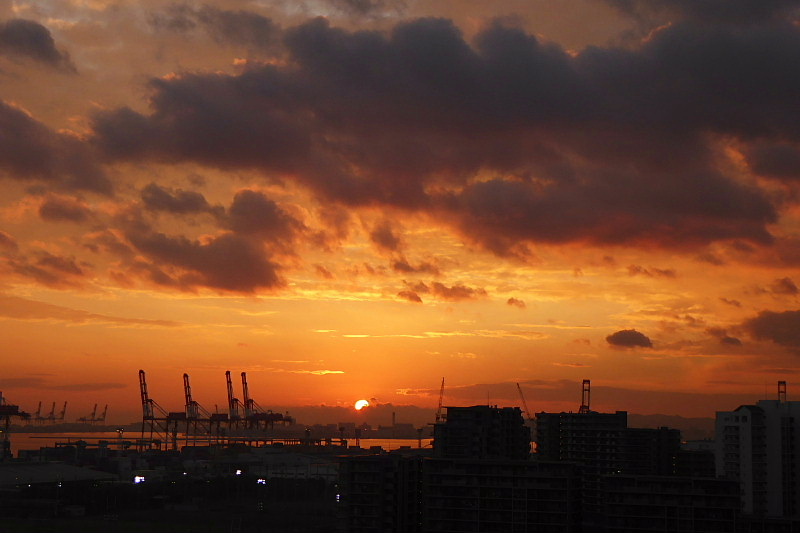 冬至の夕日、名残りの黄紅葉、極楽鳥花、八つ手、椿_c0051143_2303180.jpg