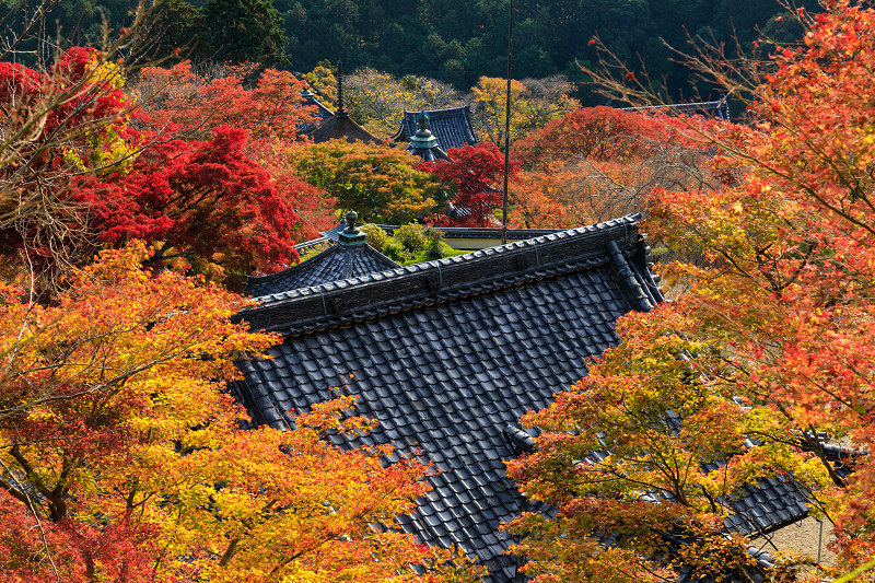 京の紅葉2018　鮮やかな境内・善峯寺（後編）_f0155048_22301677.jpg