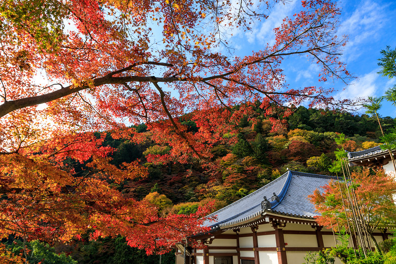 京の紅葉2018　鮮やかな境内・善峯寺（後編）_f0155048_22324829.jpg