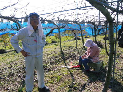 熊本梨 岩永農園 匠の剪定作業スタート!まずは不要な枝を荒剪定で落としていきます!_a0254656_15133026.jpg