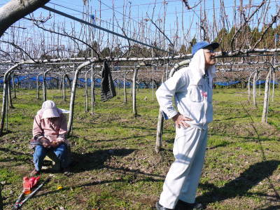 熊本梨 岩永農園 匠の剪定作業スタート!まずは不要な枝を荒剪定で落としていきます!_a0254656_15154366.jpg