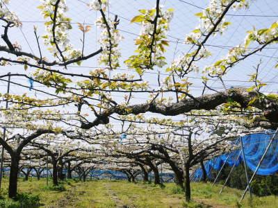 熊本梨 岩永農園 匠の剪定作業スタート!まずは不要な枝を荒剪定で落としていきます!_a0254656_16160533.jpg