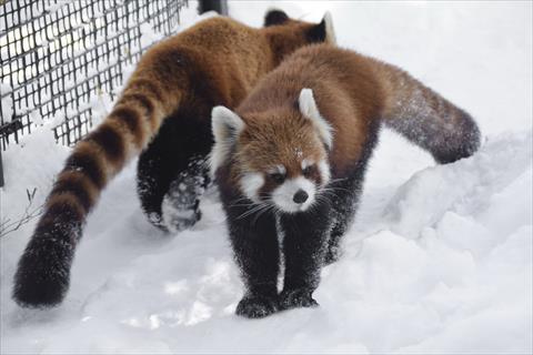 母と娘の雪まみれ事情 その2 レッサーパンダ もふてく放浪記 母と娘の雪まみれ事情 その2 レッサーパンダ もふてく放浪記