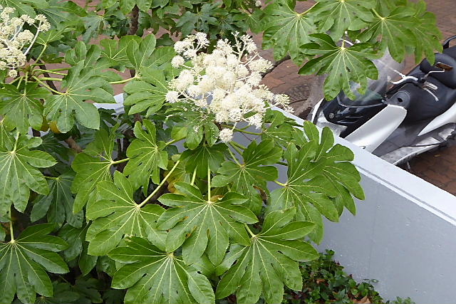 退院して２週間、冬至の植物、冬至の夕日_a0030958_22444321.jpg