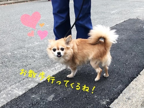 ちわわ♥♥_f0357682_17534484.jpg