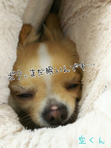 ちわわ♥♥_f0357682_17542369.jpg