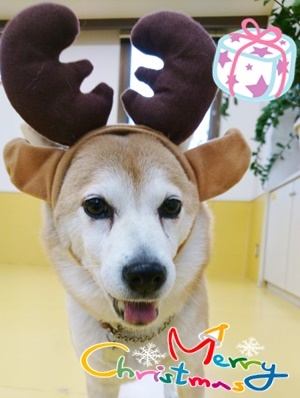 メリークリスマス✨🎄✨_f0357682_20300791.jpg