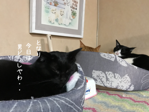 a0216583_23063124.png