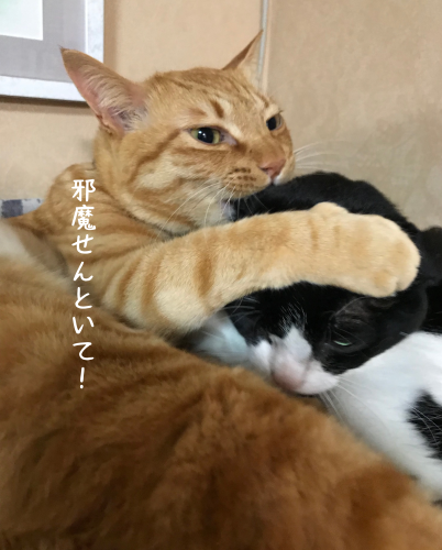 a0216583_23064035.png