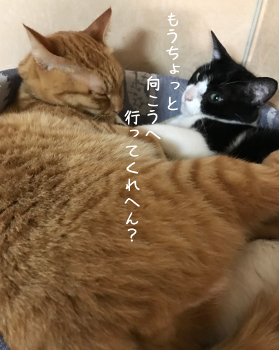 a0216583_23065817.png