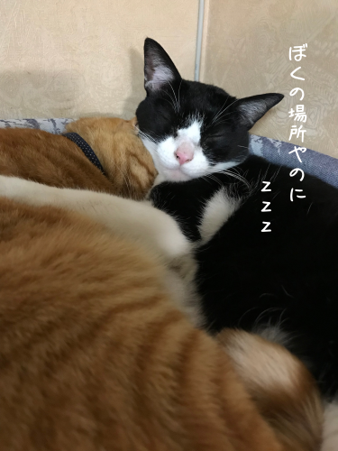 a0216583_23070227.png