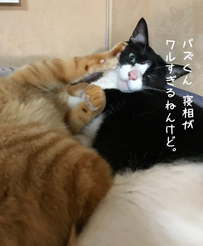 a0216583_23070527.png