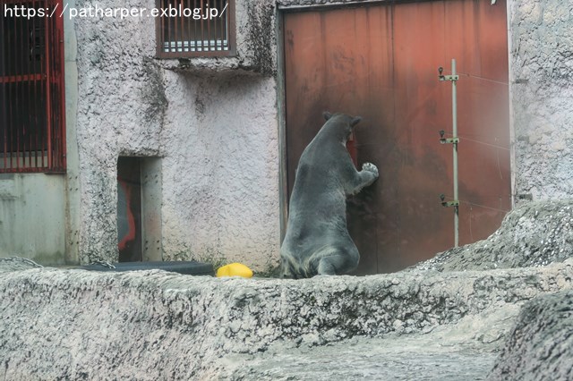 2018年12月 とくしま動物園 その2 ユウキ来園3周年_a0052986_8542348.jpg