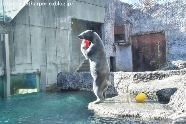 2018年12月 とくしま動物園 その2 ユウキ来園3周年_a0052986_8552151.jpg