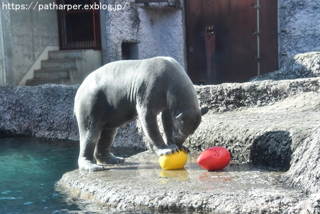 2018年12月 とくしま動物園 その2 ユウキ来園3周年_a0052986_8554776.jpg