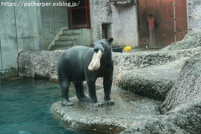 ２０１８年１２月　とくしま動物園　その２　ユウキ来園３周年_a0052986_8562147.jpg