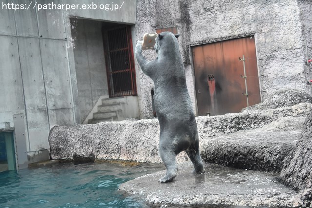 2018年12月 とくしま動物園 その2 ユウキ来園3周年_a0052986_8565724.jpg