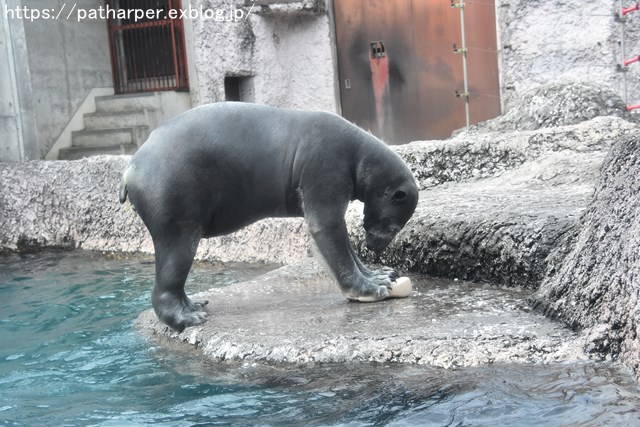 ２０１８年１２月　とくしま動物園　その２　ユウキ来園３周年_a0052986_857933.jpg