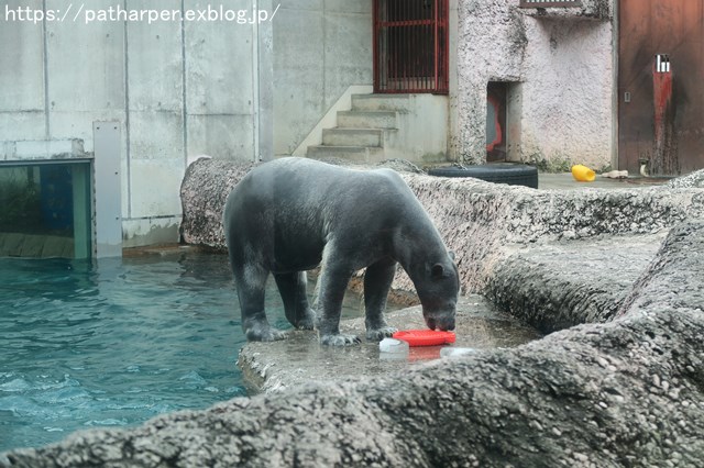 2018年12月 とくしま動物園 その2 ユウキ来園3周年_a0052986_9155112.jpg