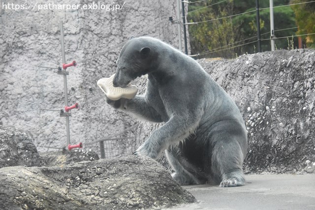 2018年12月 とくしま動物園 その2 ユウキ来園3周年_a0052986_918633.jpg