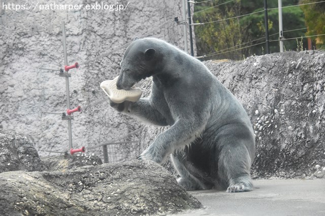 ２０１８年１２月　とくしま動物園　その２　ユウキ来園３周年_a0052986_918633.jpg